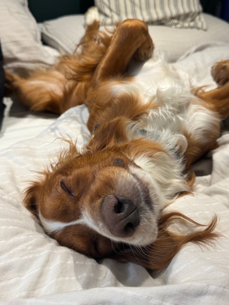 Hugo being a good boy